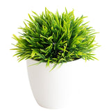 Small Tree  Plant Decoration