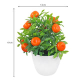 Orange Pomegranate Fruit Tree
