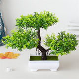 Small Tree  Plant Decoration