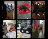 Pet  Grooming Hammock Helper